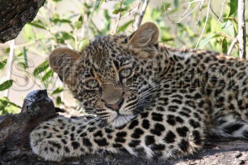 Leopard in the shade - F-129