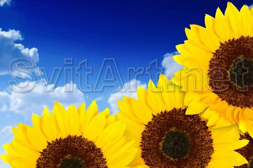 Sunflowers and blue sky - F-315