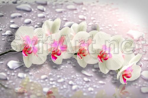 White orchid on a background of drops - F-280