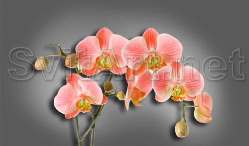 Pink orchids on a gray background - F-290a