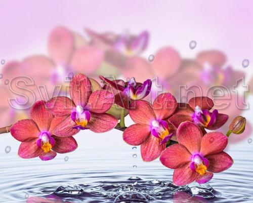 Red orchid and water circles - F-279