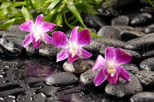 Pink orchid and stones - F-089