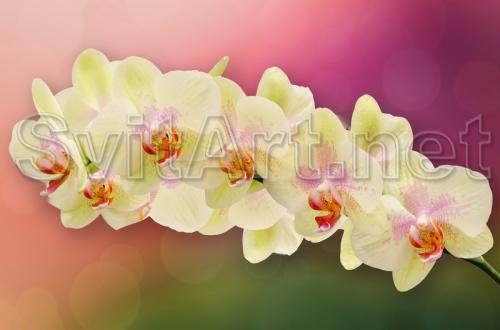O ramur&#259; de orhidee galben&#259; pe fundal colorat - F-215