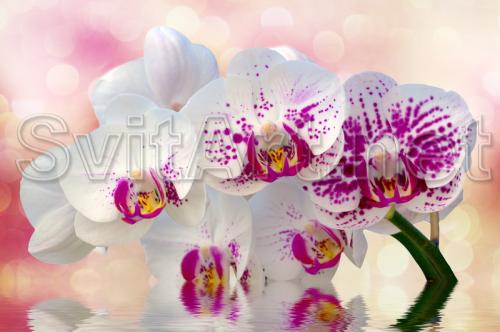 O ramur&#259; a orhideei alb-roz - 3 - F-212