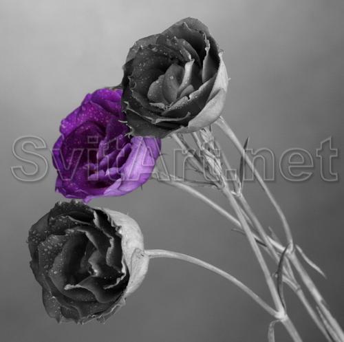 Purple and gray roses - F-209