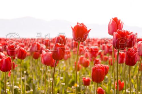 Field of red tulips - F-309