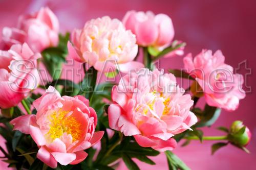 Bouquet of pink peonies - F-259