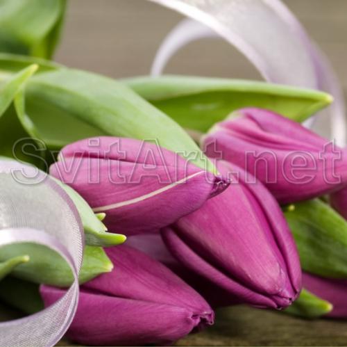 Lilac Tulips - F-112