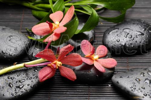 flori pale ro&#537;ii &#537;i pietre negre - F-088