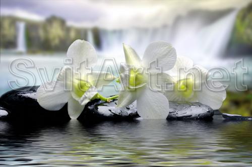 White lilies - F-159