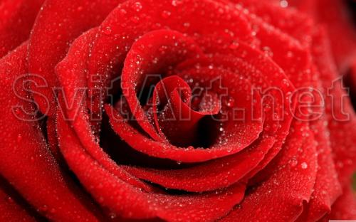 Wet red rose - F-327