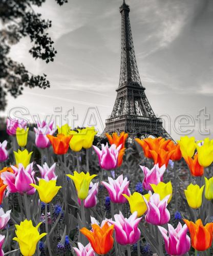 Field of tulips near the Eiffel Tower - F-297