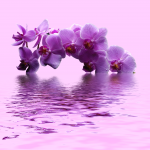 Purple Orchid on the Water - F-046b
