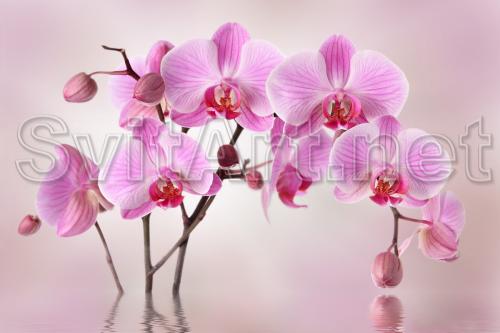 Pink orchids on a pink background - F-250