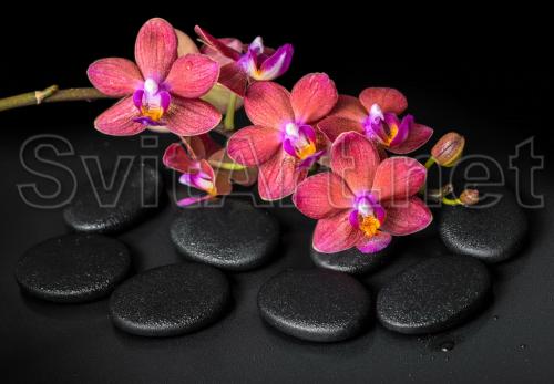 Pink orchid on stones - F-255