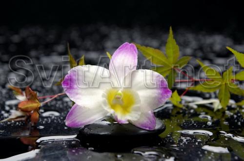 Orhidee roz l&#226;ng&#259; ap&#259; - F-093