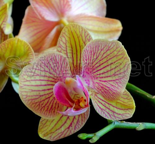 Yellow orchid on a black background - F-101