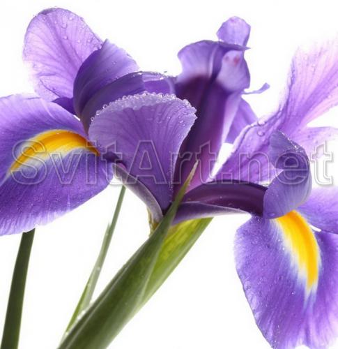 Flower purple iris - F-180