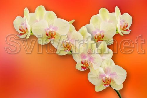 Ramur&#259; de orhidee galben&#259; pe fundal portocaliu - F-224