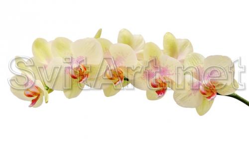 O ramur&#259; a orhideei galbene - F-203