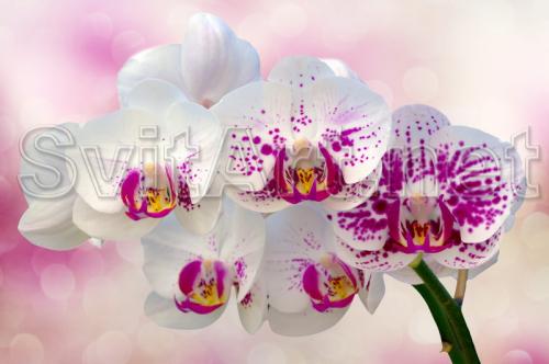 V&#226;rtej de orhidee albe &#537;i roz - 2 - F-211