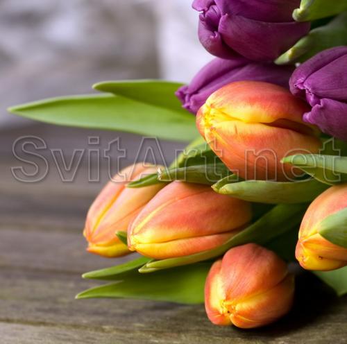 Bouquet of Tulips - F-114