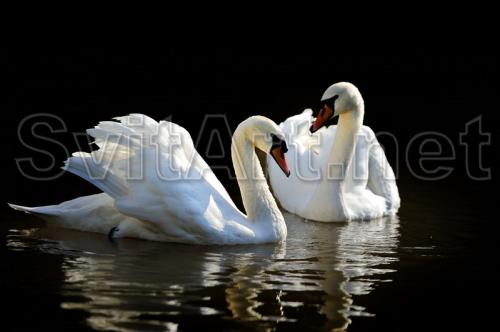 A pair of white swans - F-202