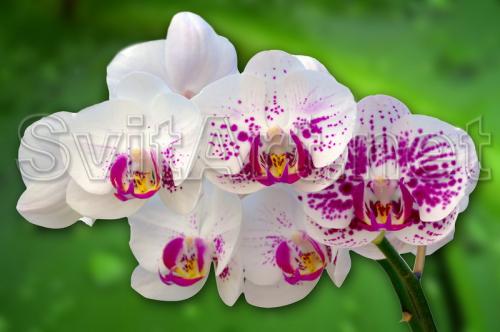 A branch of a white-pink orchid on a green background - F-213