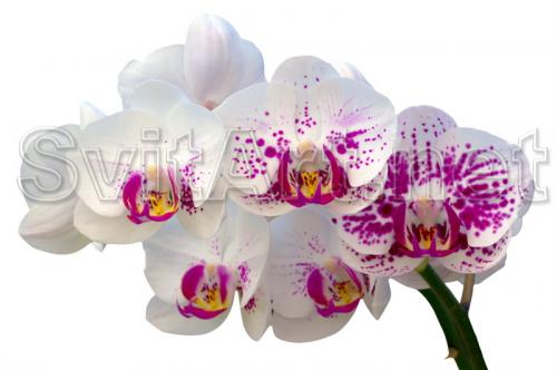 A branch of a white-pink orchid - F-201