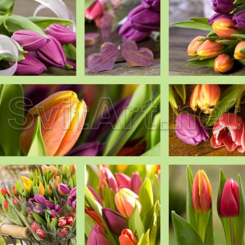 Different tulips - F-111