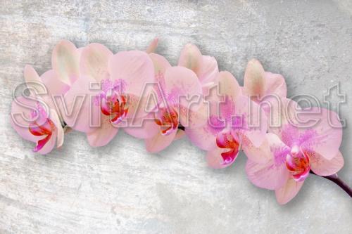 O ramur&#259; de orhidee roz pe fond gri - F-226