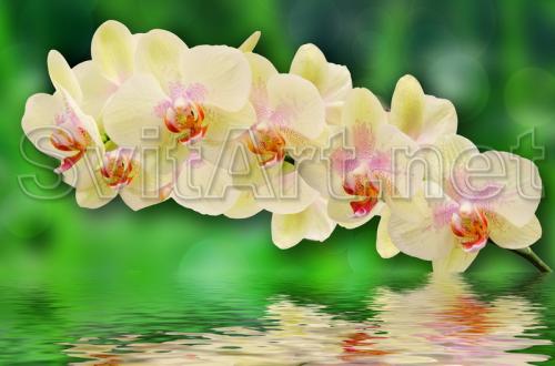 O ramur&#259; de orhidee galben&#259; deasupra apei - F-220
