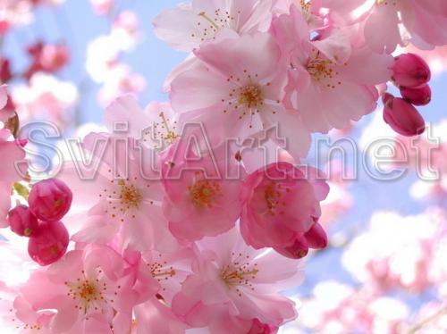 O ramur&#259; de flori roz - F-316