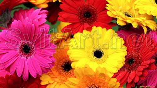 Bouquet of multicolored gerberas - F-318