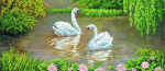 Two swans on the lake - A-041