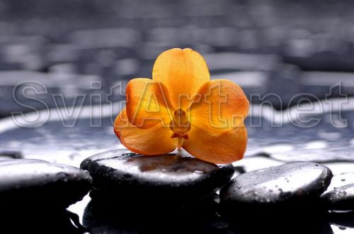 Orange orchid and black stones - F-092