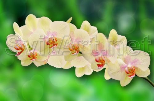 Branch of a yellow orchid against a background of grass - F-219