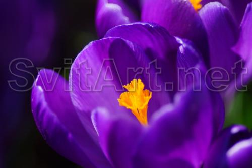 Purple tulip with yellow pestle on a black background - F-317