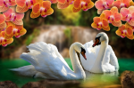 A pair of white swans and orange orchids - F-223
