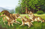 Wolf family on the glade - SI-718