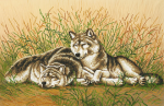 A pair of wolves in the grass - SI-650