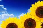 Sunflowers and blue sky - F-315