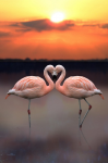 Flamingo on a background sunset - F-016