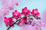 Branch of a red and pink orchid - F-272