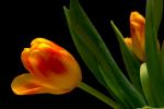 Yellow Tulip - F-099