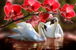 A pair of white swans with a red orchid - F-227