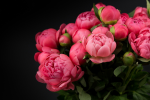 Bouquet of wild roses on a black background - F-320