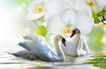 A pair of white swans and a large white orchid - F-228
