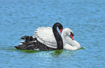 A pair of swans - FV-198d