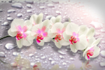 White orchid on a background of drops - F-280